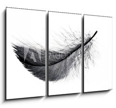 Obraz 3D tdln - 105 x 70 cm F_BB234006556 - Single black floating feather on white background.