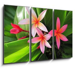 Obraz 3D tdln - 105 x 70 cm F_BB23491751 - Plumeria flowers