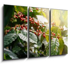 Obraz 3D tdln - 105 x 70 cm F_BB235909488 - Fresh coffee beans on bunch trees.