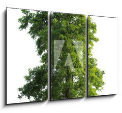 Obraz 3D tdln - 105 x 70 cm F_BB23591299 - Tree isolated