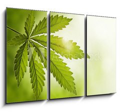 Obraz 3D tdln - 105 x 70 cm F_BB23639957 - Cannabis leaf