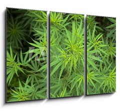 Obraz   Cannabis, 105 x 70 cm