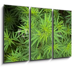 Obraz 3D tdln - 105 x 70 cm F_BB23726779 - Cannabis