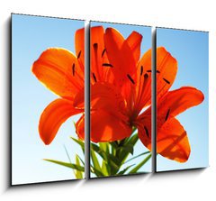 Obraz 3D tdln - 105 x 70 cm F_BB23863543 - two lilies