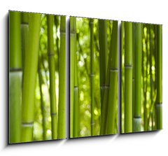 Obraz   Bambus Bamboo 06, 105 x 70 cm
