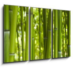 Obraz 3D tdln - 105 x 70 cm F_BB24255297 - Bambus Bamboo 06