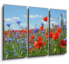 Obraz 3D tdln - 105 x 70 cm F_BB24598223 - Feldblumen am Wegesrand