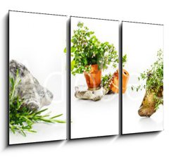 Obraz 3D tdln - 105 x 70 cm F_BB247543142 - Marjoram, oregano, rosemary garden herbs set