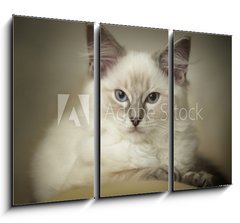 Obraz   16 week old ragdoll kitten, 105 x 70 cm