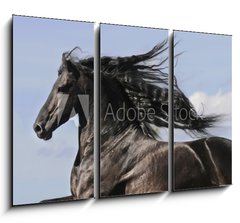 Obraz 3D tdln - 105 x 70 cm F_BB25113841 - Portrait of moving friesian black horse