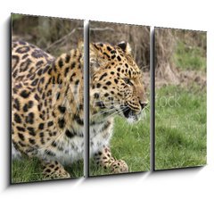 Obraz 3D tdln - 105 x 70 cm F_BB2526283 - leopard