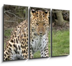 Obraz   focused leopard, 105 x 70 cm