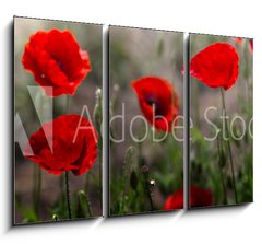 Obraz 3D tdln - 105 x 70 cm F_BB254517671 - Red poppy on green weeds field. Poppy flowers.Close up poppy head. red poppy. Papaver rhoeas