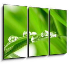 Obraz 3D tdln - 105 x 70 cm F_BB25545788 - water drops on the green grass - vodn kapky na zelen trv