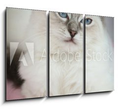 Obraz   4 month old ragdoll kitten in colour, 105 x 70 cm