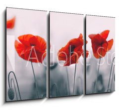 Obraz 3D tdln - 105 x 70 cm F_BB258336158 - Red poppy flowers isolated on gray background.