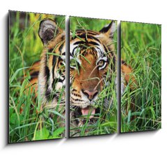 Obraz 3D tdln - 105 x 70 cm F_BB25950312 - Bengal Tiger