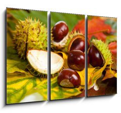 Obraz 3D tdln - 105 x 70 cm F_BB25981199 - Composition of autumn chestnuts and leaves