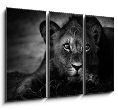 Obraz 3D tdln - 105 x 70 cm F_BB26051475 - Young lion portrait