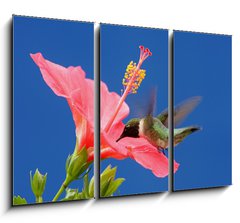 Obraz 3D tdln - 105 x 70 cm F_BB26098538 - Male Ruby-throated Hummingbird (archilochus colubris)