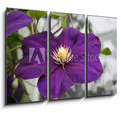 Obraz 3D tdln - 105 x 70 cm F_BB2618623 - violet flower