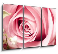 Obraz 3D tdln - 105 x 70 cm F_BB26423247 - Rosa