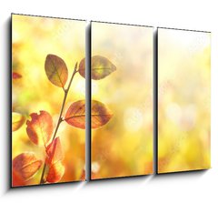 Obraz 3D tdln - 105 x 70 cm F_BB264386223 - Beautiful colorful autumn natural background panorama. Orange autumn foliage on blurred gold background glows in sunlight outdoors in nature. Template with copy space.