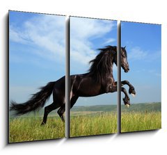 Obraz   beautiful black horse playing on the field, 105 x 70 cm