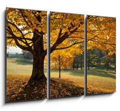 Obraz   Golden Fall Foliage Autumn Yellow Maple Tree on golf course, 105 x 70 cm