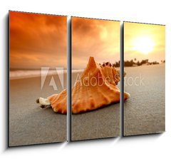 Obraz 3D tdln - 105 x 70 cm F_BB27383756 - shell