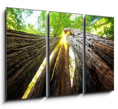 Obraz   Sequoya, 105 x 70 cm