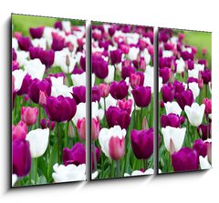 Obraz 3D tdln - 105 x 70 cm F_BB27832977 - tulipany