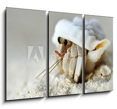 Obraz 3D tdln - 105 x 70 cm F_BB28346672 - Malediven - Land-Einsiedlerkrebs - Maledivy