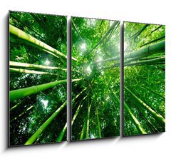 Obraz   Bambou zen for t, 105 x 70 cm