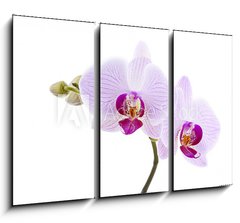 Obraz 3D tdln - 105 x 70 cm F_BB28589328 - Pink Orchid