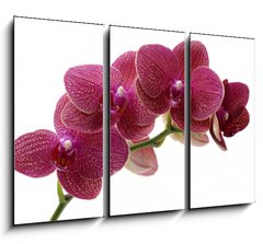 Obraz 3D třídílný - 105 x 70 cm F_BB28681970 - Macro of a beautiful pink orchid
