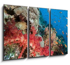 Obraz 3D tdln - 105 x 70 cm F_BB29193498 - Marine life in the Red Sea. - Mosk ivot v Rudm moi.