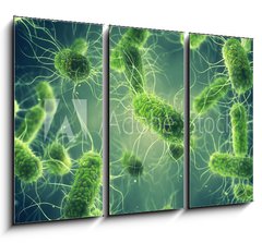 Obraz   Pathogenic Salmonella Bacteria, Microbiological research, 105 x 70 cm