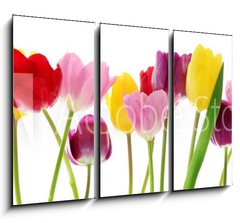 Obraz 3D tdln - 105 x 70 cm F_BB29490982 - Spring tulip flowers in a row