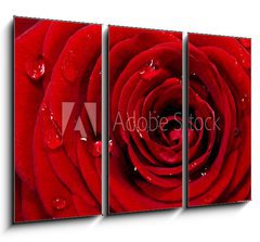 Obraz 3D tdln - 105 x 70 cm F_BB29530687 - Rosenbl te mit Wassertropfen