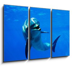 Obraz 3D tdln - 105 x 70 cm F_BB2962265 - delfn - dolphin