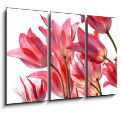 Obraz 3D tdln - 105 x 70 cm F_BB29639860 - Beautiful tulips.