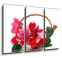 Obraz   Colourful cyclamen flowers in the basket, 105 x 70 cm