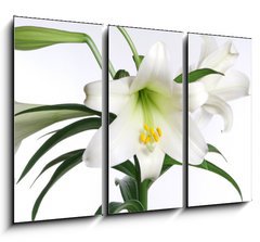 Obraz   easter lily, 105 x 70 cm