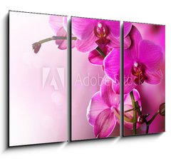 Obraz   Orchid Flower border design, 105 x 70 cm