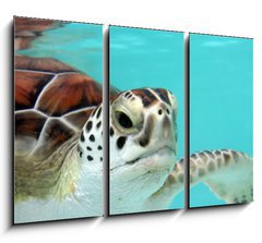 Obraz 3D tdln - 105 x 70 cm F_BB3040978 - water turtle