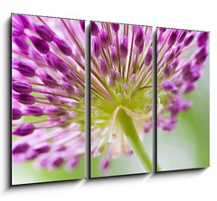 Obraz 3D tdln - 105 x 70 cm F_BB30429573 - allium