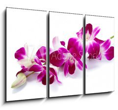 Obraz 3D tdln - 105 x 70 cm F_BB30514912 - Orchidea