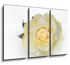 Obraz   Single White Rose, 105 x 70 cm