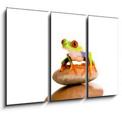 Obraz   Red Eyed Tree Frog, 105 x 70 cm